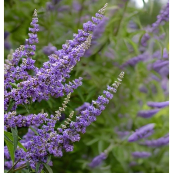 Scutellaria